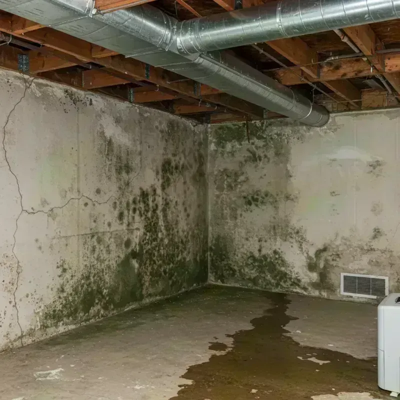 Professional Mold Removal in Salyersville, KY